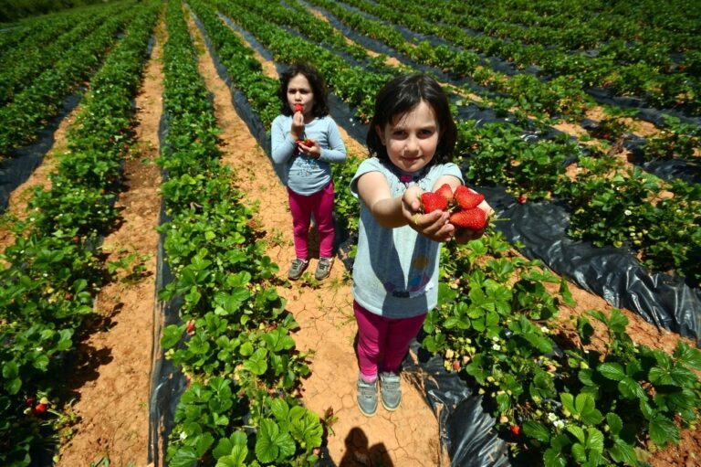 Konya’da tarımsal destek başvuruları 7 Ağustos’a uzatıldı