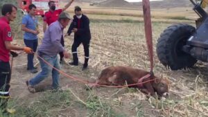 Kırıkkale’de kuyuya düşen düve kepçeyle çıkarıldı