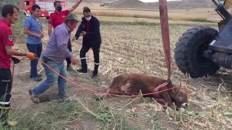 Kırıkkale’de kuyuya düşen düve kepçeyle çıkarıldı