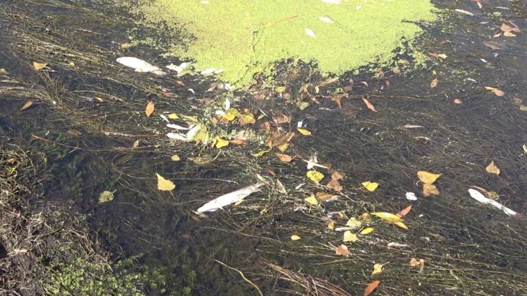 Türkiye’nin en uzun nehri Kızılırmak’ta kuraklık tehlikesi