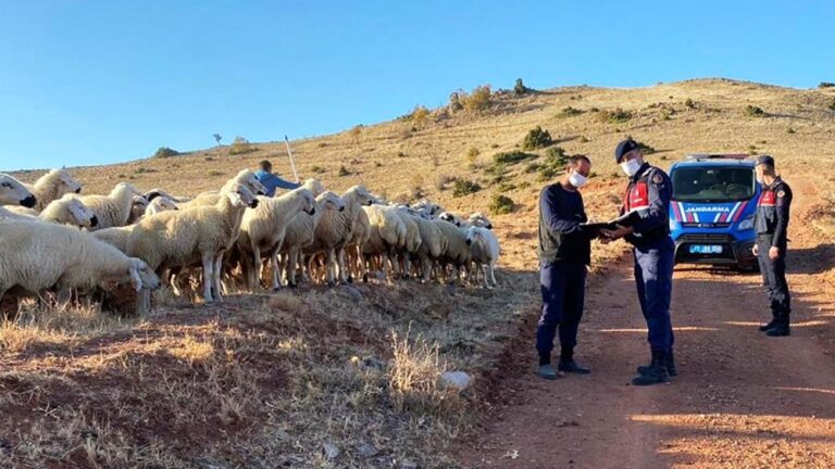 Kayıp 59 koyun drone ile bulundu