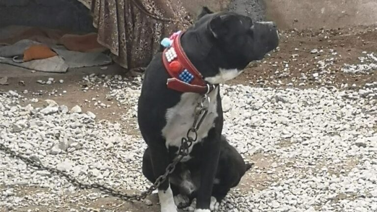 Kırıkkale’de ’yasak ırk’ köpek besleyen kişiye ceza