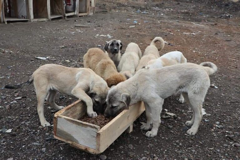 Yahşihan’da sokak hayvanları unutulmadı