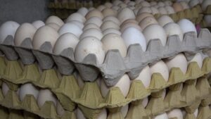 Son bir ayda görülmeye başladı, tek çaresi ’aşı’