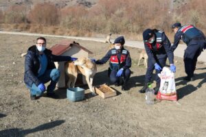 Kırıkkale’de jandarma sokak hayvanlarını unutmadı