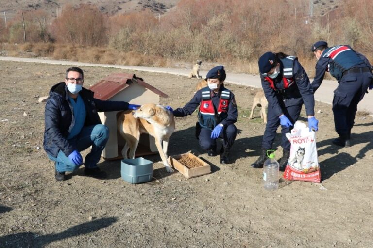 Kırıkkale’de jandarma sokak hayvanlarını unutmadı