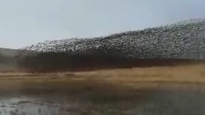 Sığırcık kuşlarından görsel şölen: Binlercesi bir araya geldi