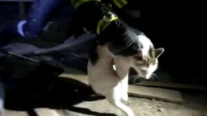 4 gündür çatıda mahsur kalan kedi kurtarıldı