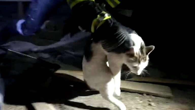 4 gündür çatıda mahsur kalan kedi kurtarıldı