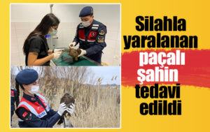Silahla yaralanan “paçalı şahin” tedavisinin ardından doğaya bırakıldı