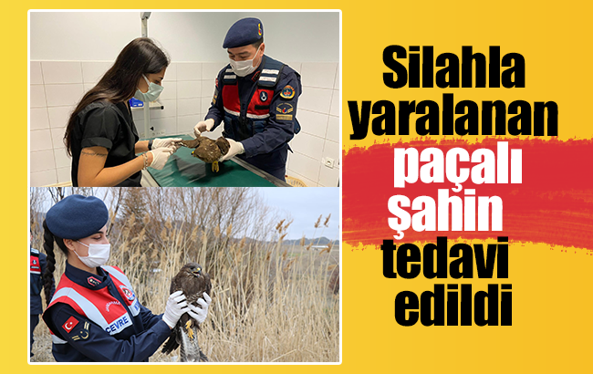 Silahla yaralanan “paçalı şahin” tedavisinin ardından doğaya bırakıldı