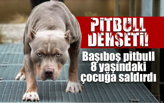 8 yaşındaki çocuğa pitbull saldırdı