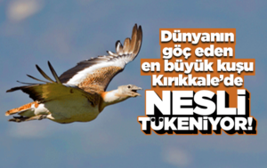 Nesli tehlike altındaki Toyu Kuşu görüntülendi