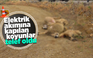 Elektrik akımına kapılan küçükbaş hayvanlar telef oldu