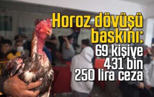Horoz dövüşü baskını: 69 kişiye 431 bin 250 lira ceza