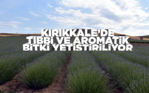 Kırıkkale’de 11 bin dekar alanda tıbbi ve aromatik bitki yetiştiriliyor