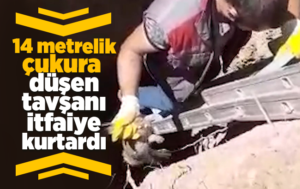 Definecilerin açtığı 14 metrelik çukura düşen tavşanı itfaiye kurtardı