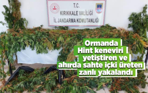 Kırıkkale’de ormanda Hint keneviri yetiştiren ve ahırda sahte içki üreten zanlı yakalandı