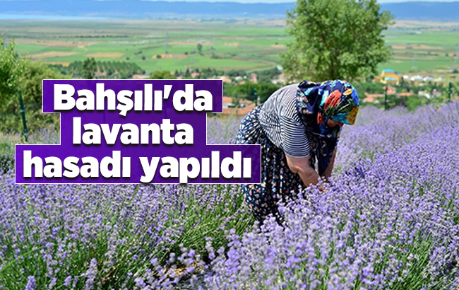 Bahşılı’da lavanta hasadı yapıldı