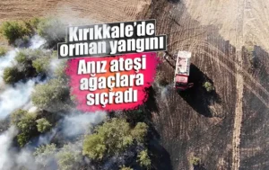 Anız yangını ormana sıçradı: Erken müdahaleyle yüzlerce ağaç kurtarıldı