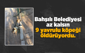 Bahşılı Belediyesi, az kalsın 9 yavrulu köpeği öldürüyordu