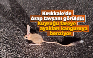 Kırıkkale’de Arap Tavşanı görüldü!