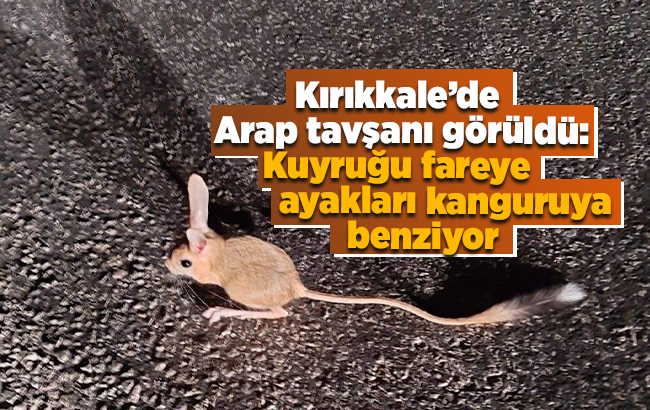 Kırıkkale’de Arap Tavşanı görüldü!