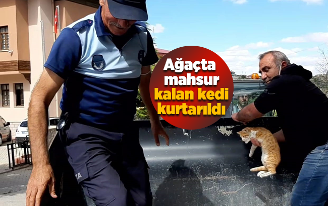 Kırıkkale’de ağaçta mahsur kalan kedi iş makinesiyle kurtarıldı