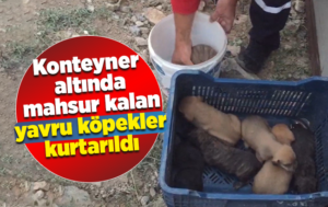 Konteyner altında mahsur kalan yavru köpekler kurtarıldı