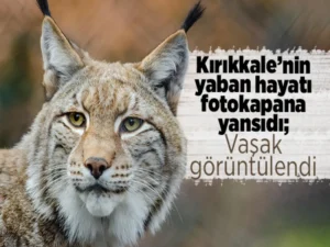 Kırıkkale’de yaban hayatı fotokapana yansıdı