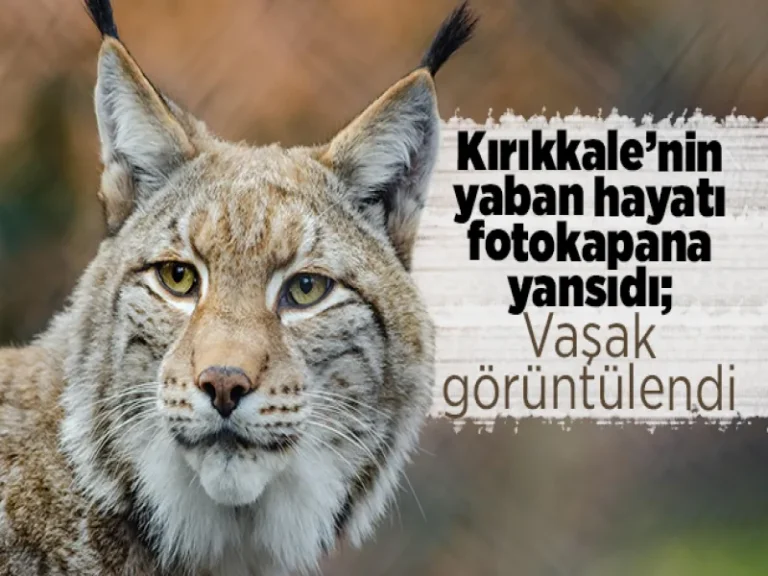 Kırıkkale’de yaban hayatı fotokapana yansıdı