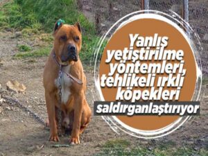Yanlış yetiştirilme yöntemleri, tehlikeli ırklı köpekleri saldırganlaştırıyor