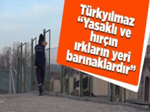Türkyılmaz’dan yasak ırklı köpek yetiştirenlere çağrı: “Lütfen empati yapalım”