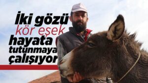 İki gözü kör eşek hayata tutunmaya çalışıyor
