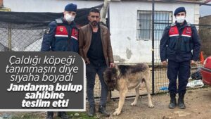 Pes dedirten hırsızlık olayı: Tanınmaması için çaldığı köpeği siyaha boyadı