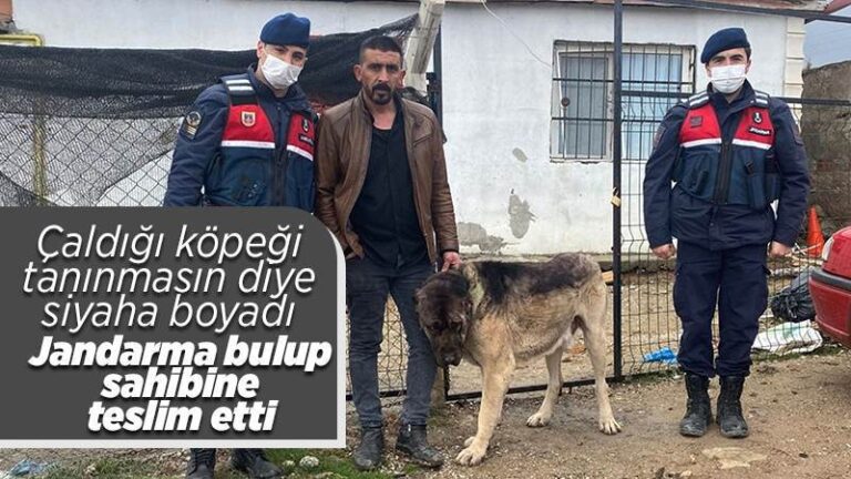 Pes dedirten hırsızlık olayı: Tanınmaması için çaldığı köpeği siyaha boyadı