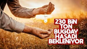 230 bin ton buğday hasadı bekleniyor
