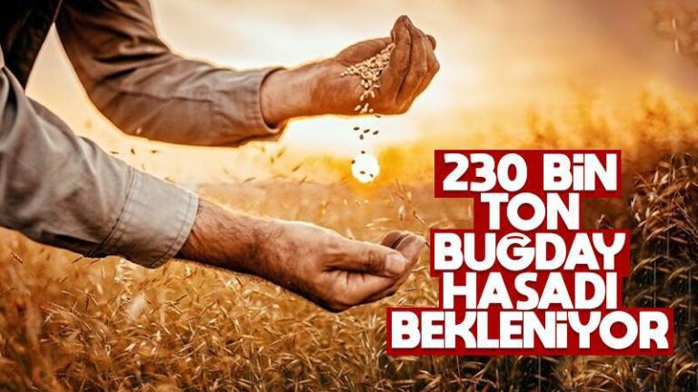 230 bin ton buğday hasadı bekleniyor