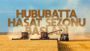 Hububatta hasat zamanı