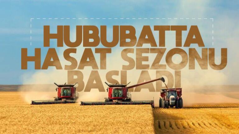 Hububatta hasat zamanı