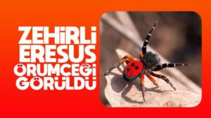 Nadir görülen “Eresus kollari” türü örümcek görüntülendi