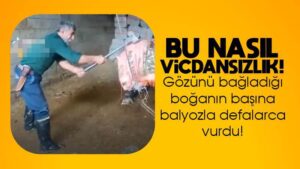 Boğayı balyozla başına vurarak öldürdü!