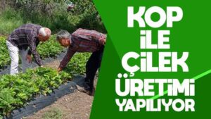 KOP ile yerli çilek üretimi yapılıyor