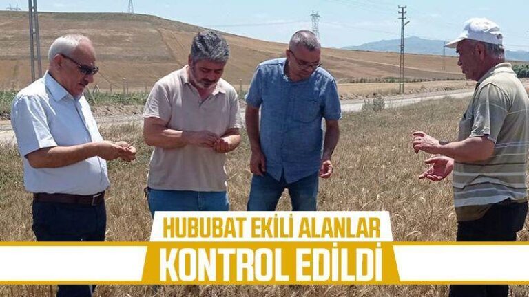 Hububat ekili alanlar kontrol edildi