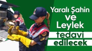 Yaralı Şahin ve Leylek tedavi edilecek