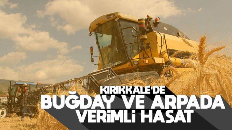 Buğday ve arpada verimli hasat 