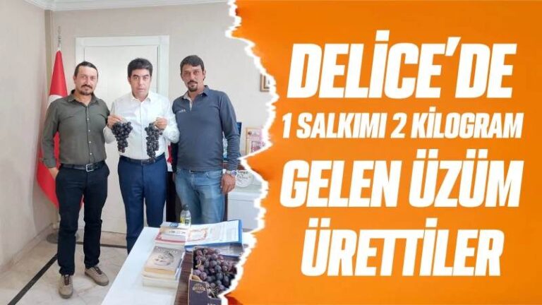 Delice’de 1 salkımı 2 kilogram gelen üzüm ürettiler 