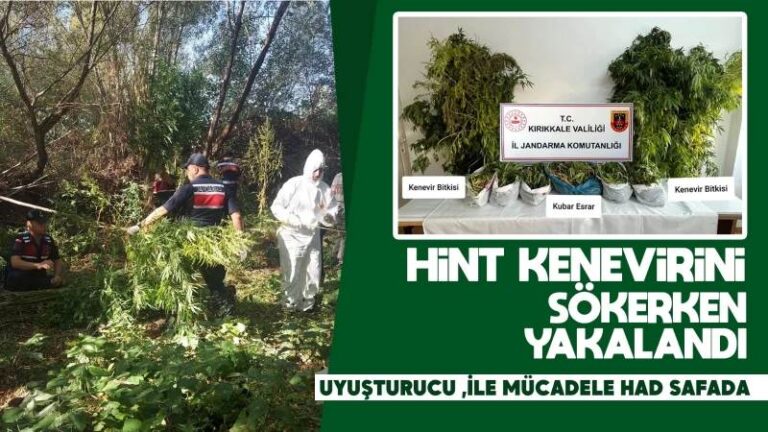 Hint kenevirini sökerken yakalandı 