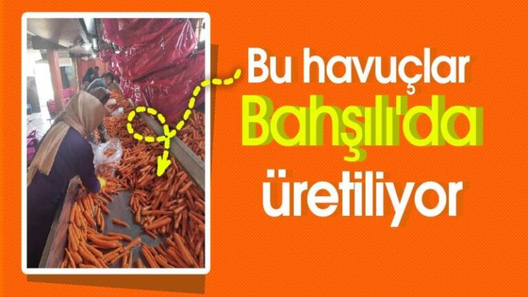 Bahşılı’da tonlarca havuç üretiliyor