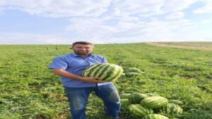 Fahiş fiyatlara inat bu karpuzların kilosu 5 TL